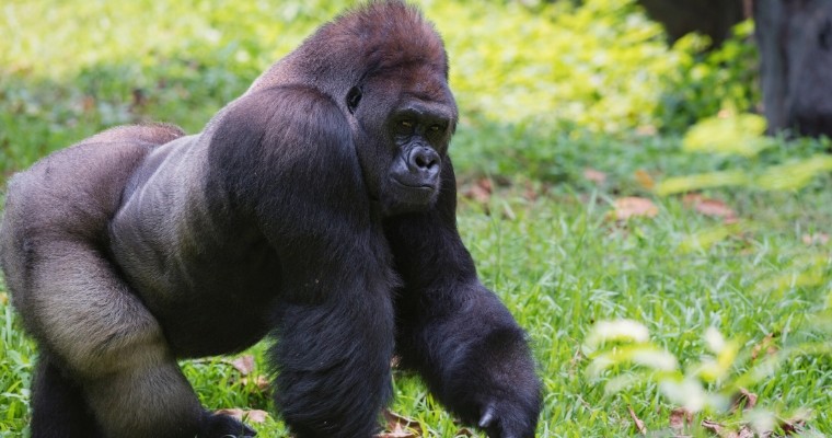 gorila espalda plateada